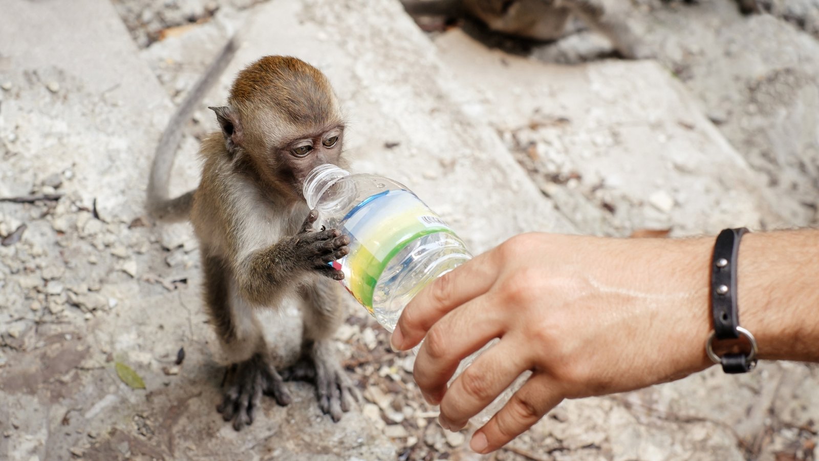 Coexistence in Future – Animal Welfare