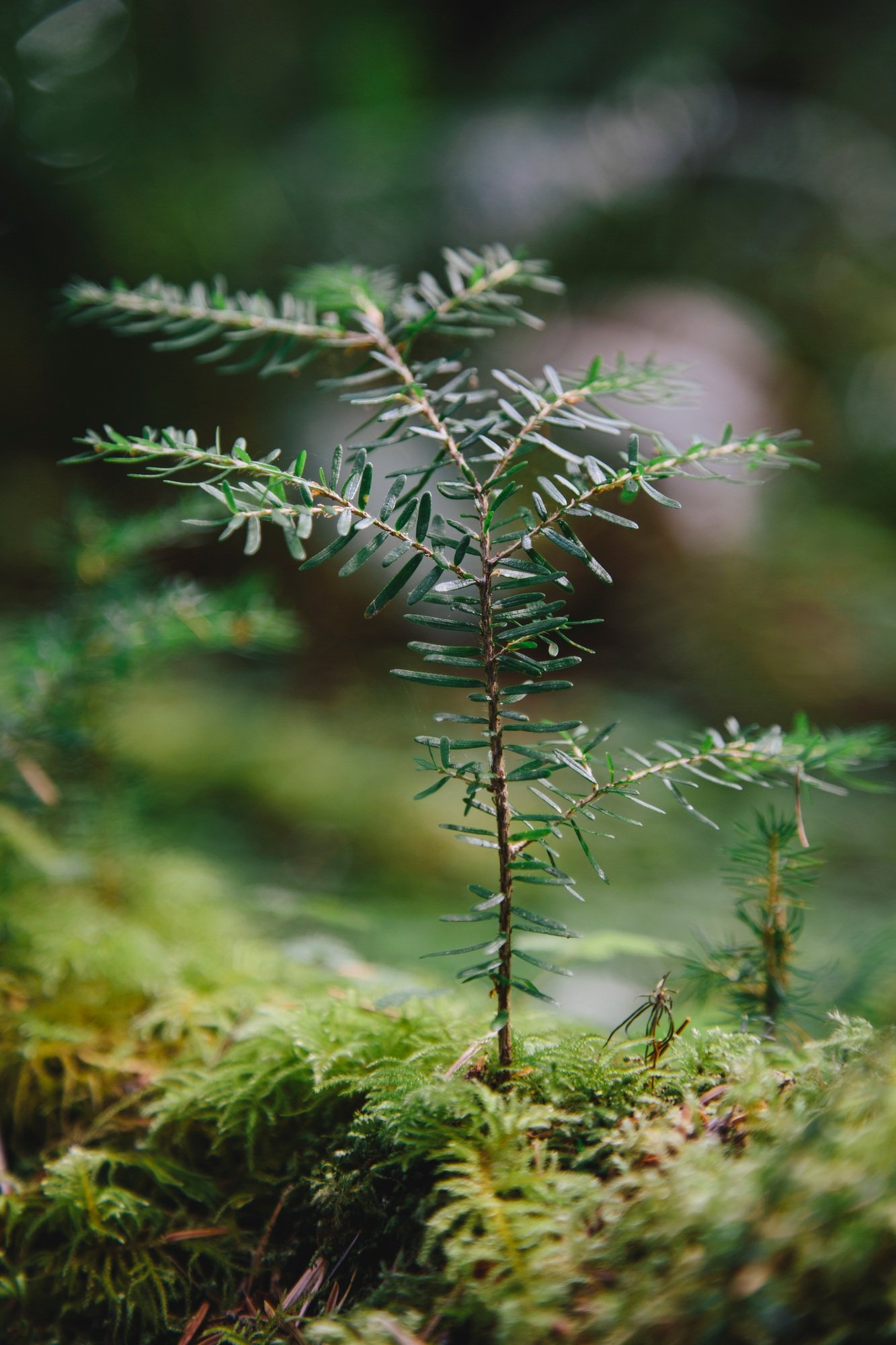 Close up of a Western Hemlock sapling in lush, in the Hoh temperate rainforest