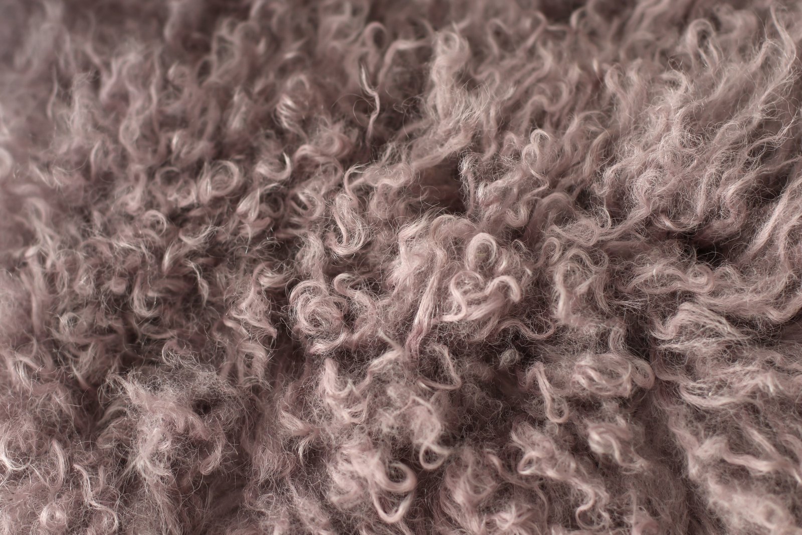 Closeup of rough, worn wool on a sheepskin