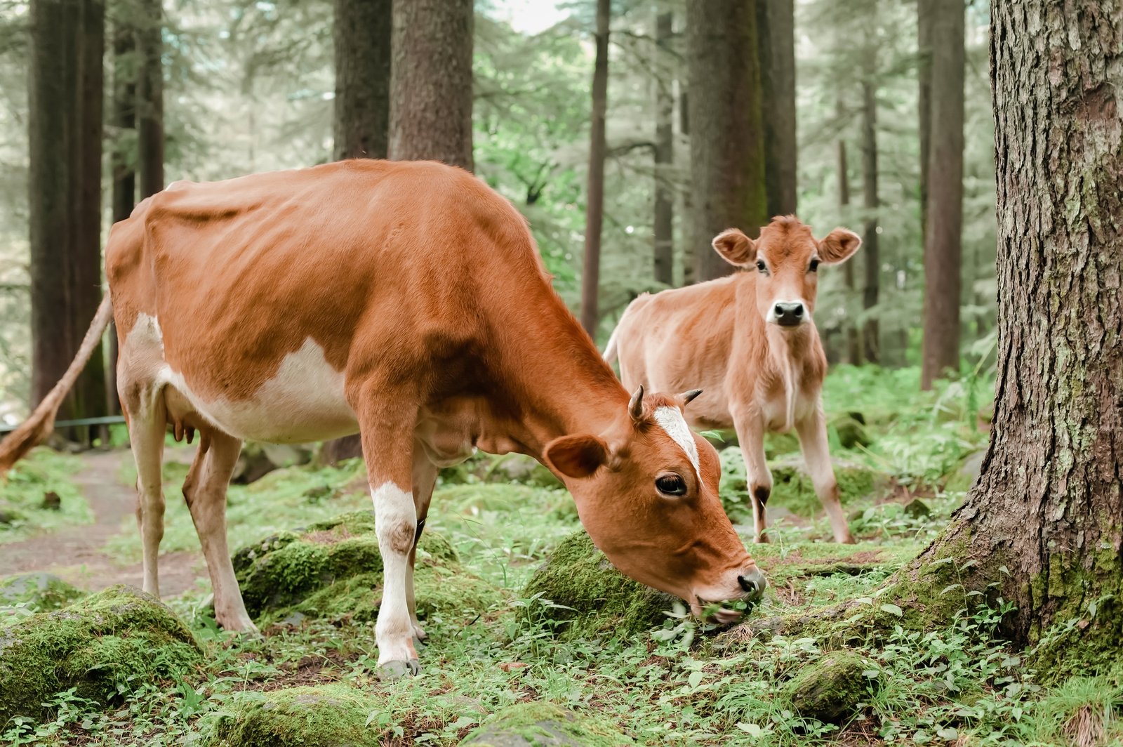 Cow and little calf grazing at summer meadow