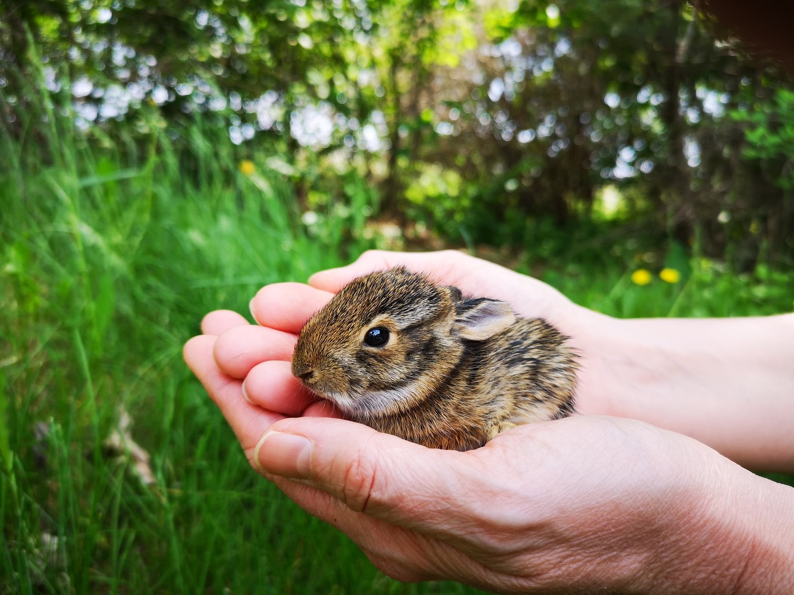 Hands holding a baby rabbit rescued from predatorial animals, safety, love