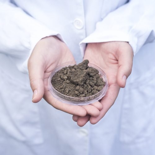 Agronomist hands holding soil for fertility inspection.